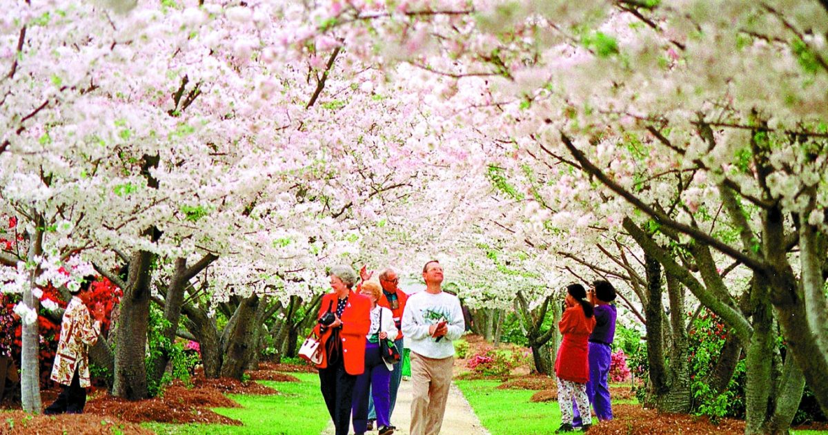 Its Time for the Macon GA Cherry Blossom Festival