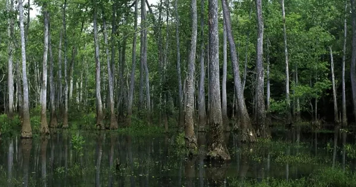 Bond Swamp National Wildlife Refuge | Macon, GA